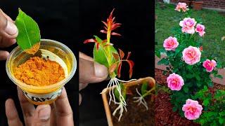 Super easy method to grow rose leaves from cuttings at home || Easy gardening method