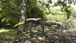 Trewhella Monkey Winch Pulling Down a Massive Branch.  Storm Damage.