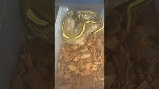 Baby ball python