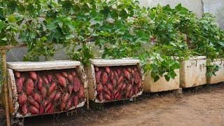 I wish I had known this tip for growing sweet potatoes sooner