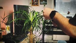 How to haircut a plant - Clean a plant