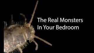 These Live In Your Bed - Bugs Under The Microscope