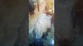 Very Big  Gissar Fish Cutting 224 kilograms (Part 1) #fishkurt #fishcutting #shorts #short.