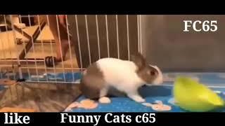 funny cats c65