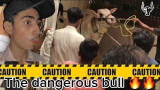 Eid day no.1 || the dangerous bull || shumaskhanofficial