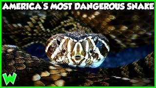 The Deadly Secret of the World's Largest Rattlesnake | Weird Planet