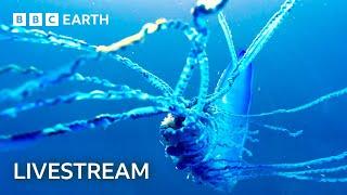  LIVE: Two Hours of Amazing Animal Moments | BBC Earth