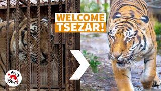 A happy ending: The life-changing journey of tiger Tsezar  | #BringTsezarHome