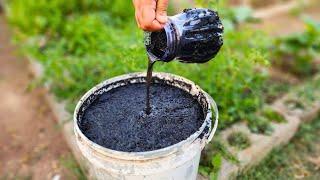 Black Liquid GOLD Turns Soil ALIVE!  MASSIVE Fruit Harvests GUARANTEED