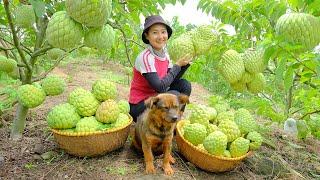 Harvesting Soursop, Packing Carefully Goes To Market Sell - Cooking, Farm | Tieu Lien