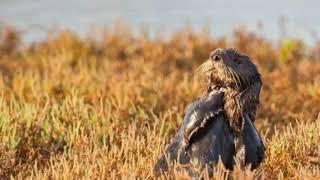 Sea Otter Behavior 101: Hauling Out