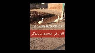 Amazing View. Village Life of Punjab... Village Lifestyle of Pakistan, Simple Life /Kifal TV