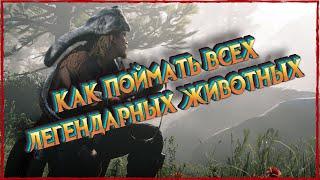 Как правильно находить легендарных животных в Red Dead Online! Подробный гайд!