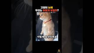 고양이 눈에 인간은 어떻게 보일까..? #동물 #고양이