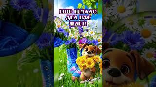 С добрым утром среды  #доброеутро #сдобрымутром #хорошегодня #пожелания