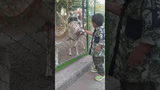 Arham playing with deer in Lahore Zoo | Lahore Zoo  #lahorezoo #bakra #bakramandi #cowqurbani
