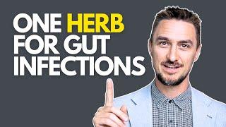 This herb for GUT Infections