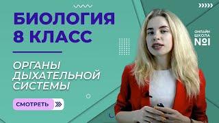 Значение дыхания. Органы дыхательной системы. Урок 18. Биология 8 класс