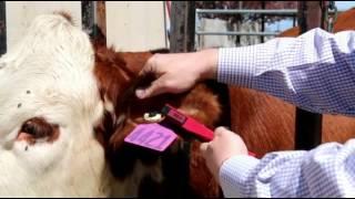 How to Apply Identification Ear Tags