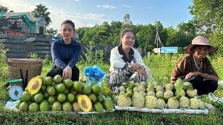 Harvest Avocados to go to the market to sell - Gardening