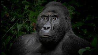 Kahuzi-Biega National Park: Gorilla Trekking in DRC