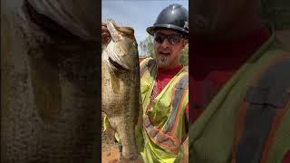 Rescuing Giant Bass from Drained Pond #shorts