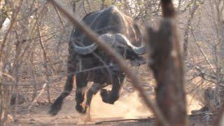 Almost Buffalo Charge!!! Hunting Buffalo in Zimbabwe / Episode 1