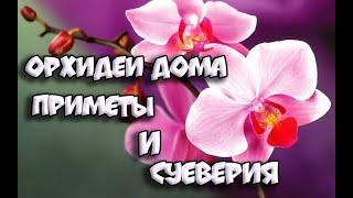 ОРХИДЕИ 144 | ОРХИДЕЯ В ДОМЕ ПРИМЕТЫ И СУЕВЕРИЯ  |