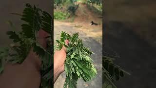 Today, I did a vlog in Sanskrit