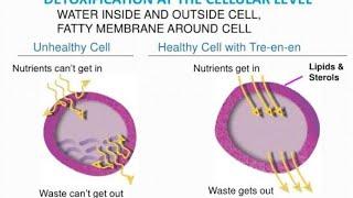 Tre-en-en Grain Concentrates  (Your Cells are hungry,feed them!)