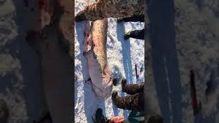Видео февраля №2