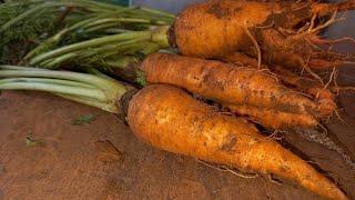 Cách Trồng Cà Rốt Hữu Cơ Cho Củ To Từ Khi Gieo Hạt Đến Khi Thu Hoạch / Grow Organic Carrots