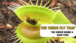 The Venus fly trap!  The science behind and basic care!