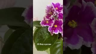 АВ-Живу чудесами. #Фиалка, #фиалки, #цветы, #сад, #сенполия, #комнатныецветы.