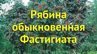 Рябина обыкновенная Фастигиата. Краткий обзор, описание характеристик sorbus aucuparia Fastigiata