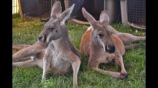 Aussie Kingdom at the San Mateo County Fair