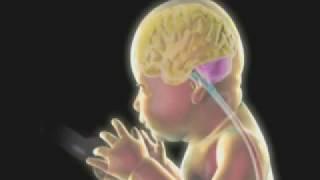 Prenatal Brain Development