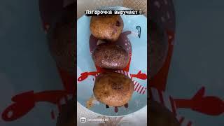 #приколы #пятёрка #котоновости