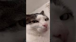 Why Your Cat Show Extra Love in the Morning #CatFacts #MorningLove