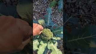 Time to Harvest some Broccoli