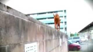 Athletic muff is a barkour fan