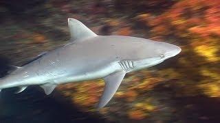 Requiem Sharks in Burma - Reef Life of the Andaman - Part 4