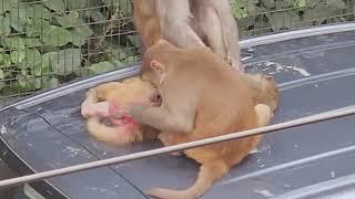 Baboons on the Rooftop: Grooming & Tick Removal Ritual