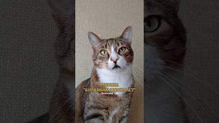 РУБРИКА "КОТЯМБИК ОЦЕНИВАЕТ": ТУНЕЦ #котики #животные #cat