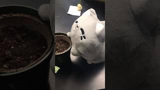 Bloop has a plant #meowchi #plant