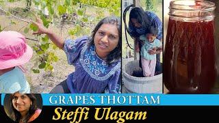 திராட்சை தோட்டம் Vlog in Tamil | Stomping Grapes in Barrel | Making Grapes Jam in Tamil