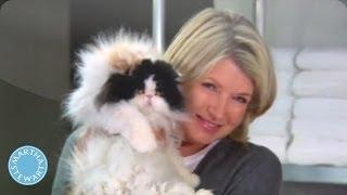 Cat Hygiene Tips for a Healthy Home - Martha Stewart