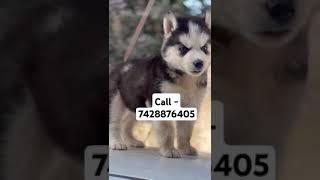 Husky puppies for sale in delhi ncr #newsong #song #music #remix #viralvideo