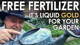 FREE Liquid Fertilizer for your Garden || Black Gumbo