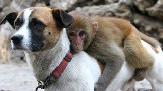 Monkey & Dog